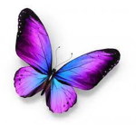 Butterfly Squad 13