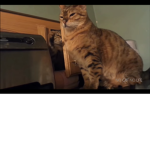 Cat Army we eat mice