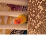 Mango's hangout