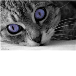 TearClan (Like SkyClan)