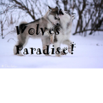 Wolves Paradise!