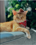 Westernwhiskers