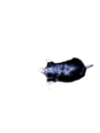 BloxyFan