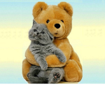 Bear & Cat's Studio
