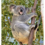 Too Cool Koala!!!!!