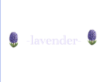 ・lavender ・