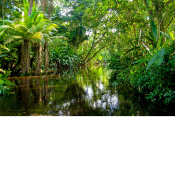 Survivor: The Amazon 🐆