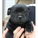 DogsAndPuppiesForLife