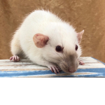 Fráncine