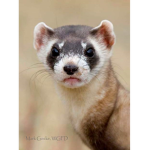 Ferret's Fan group!