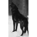 Black wolf packk