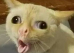 changowango