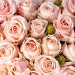 Axsthetic_Flxwers