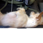 dog city :D