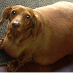 #TheBiggestDogss