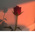 scarlet roses-