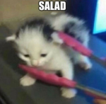 I'm a cat •w•