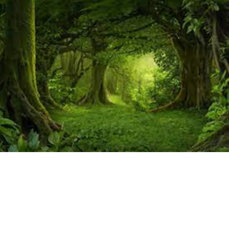 HORROR FOREST