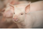 WE LOVE PIGGIES<3
