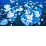 legendary sea