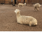 LlamaCactus squad