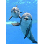 Tropical dolphins