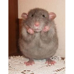 Cutsyrats<3