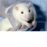 Cute Flufy rats