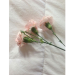 $~BLUSH BBYS~$