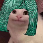 The kitty-cat-club