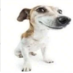 Real Roblox_Group