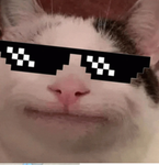 The one and only cat army