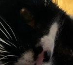 WarriorCat’s Edit group