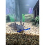Axolotl raiders