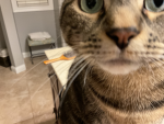 Join to support cats