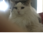 Chupy the cat