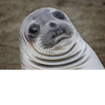 FOX,PENGUIN,SEAL (FPS)