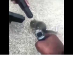 Exterminator group