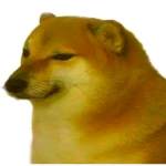 Shiba lol