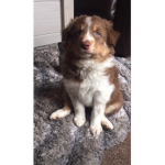 Border Collie's