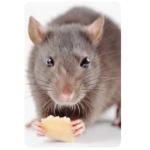 The little ratas