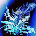 blue orchids!!!!!!