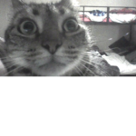 cats im a kitty cat and a meow and a meow cats