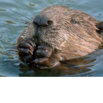 Beaver gaming