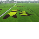 ED's Farm