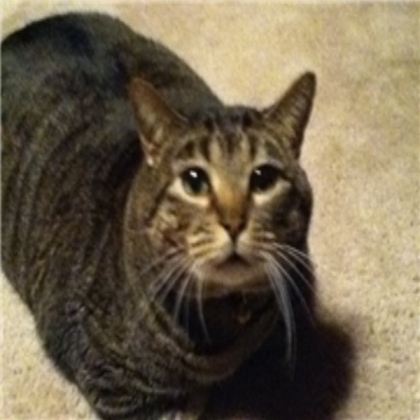 cat Roblox decal