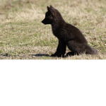 blackfoxlife