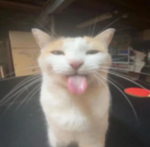 Silly games (obby creator)