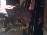 History of cats