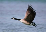 Goose TS Clan